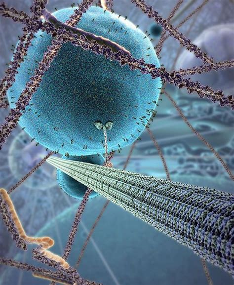 xciveo|Medical Animation .